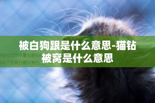 被白狗跟是什么意思-貓鉆被窩是什么意思