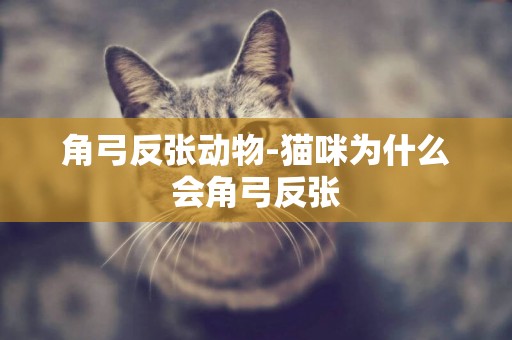角弓反張動物-貓咪為什么會角弓反張
