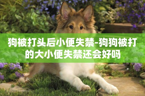 狗被打頭后小便失禁-狗狗被打的大小便失禁還會好嗎