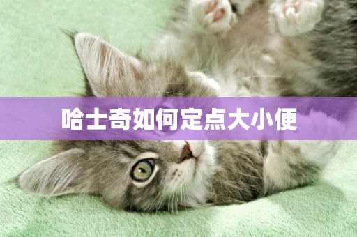 哈士奇如何定點大小便