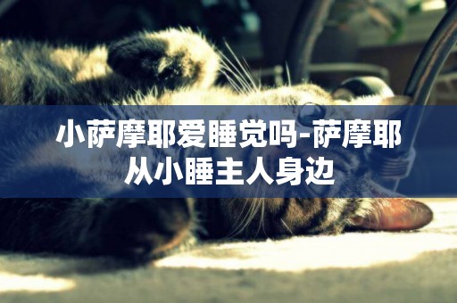 小薩摩耶愛睡覺嗎-薩摩耶從小睡主人身邊