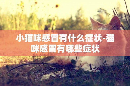 小貓咪感冒有什么癥狀-貓咪感冒有哪些癥狀