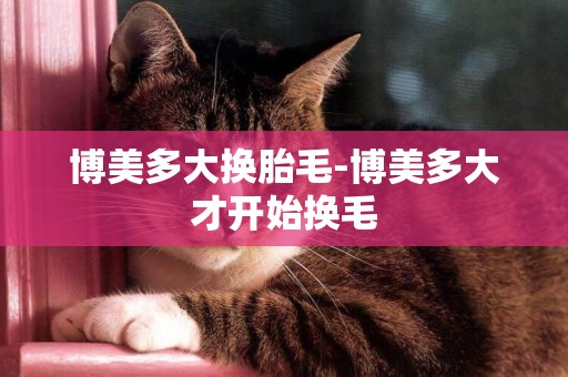 博美多大換胎毛-博美多大才開始換毛