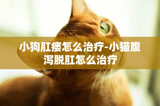 小狗肛瘺怎么治療-小貓腹瀉脫肛怎么治療