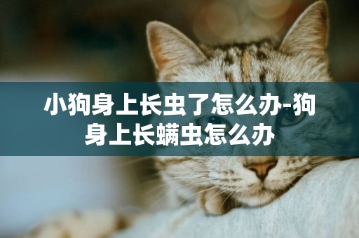 小狗身上長蟲了怎么辦-狗身上長螨蟲怎么辦