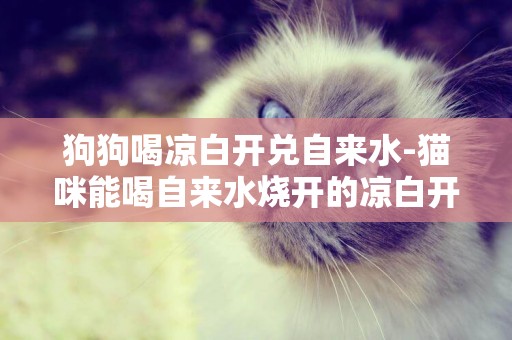 狗狗喝涼白開兌自來水-貓咪能喝自來水燒開的涼白開嗎
