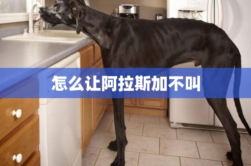 怎么讓阿拉斯加不叫