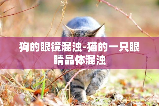 狗的眼鏡混濁-貓的一只眼睛晶體混濁