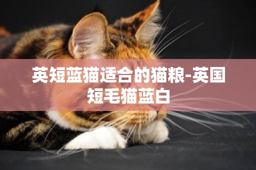 英短藍貓適合的貓糧-英國短毛貓藍白