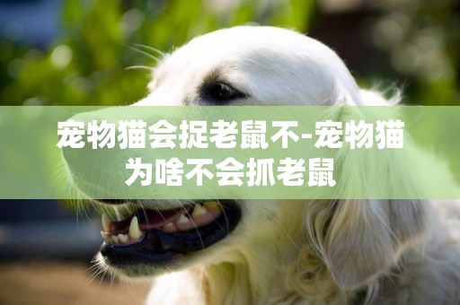 寵物貓會捉老鼠不-寵物貓為啥不會抓老鼠