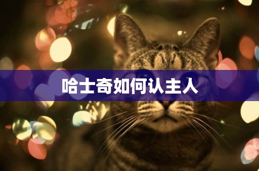 哈士奇如何認主人