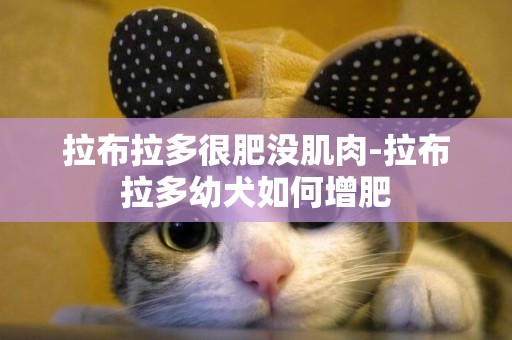 拉布拉多很肥沒肌肉-拉布拉多幼犬如何增肥