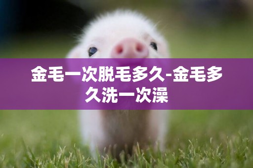 金毛一次脫毛多久-金毛多久洗一次澡
