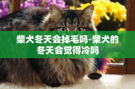 柴犬冬天會掉毛嗎-柴犬的冬天會覺得冷嗎