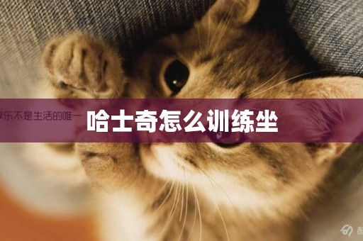 哈士奇怎么訓練坐