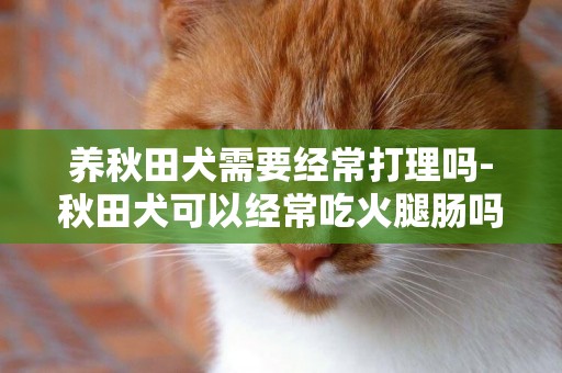 養秋田犬需要經常打理嗎-秋田犬可以經常吃火腿腸嗎