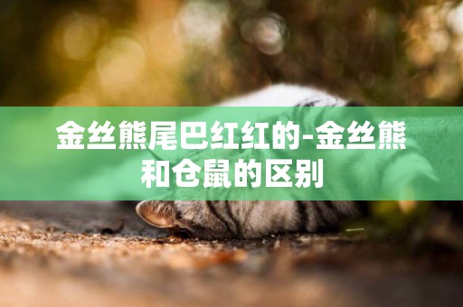 金絲熊尾巴紅紅的-金絲熊和倉鼠的區別