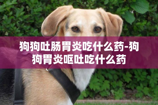 狗狗吐腸胃炎吃什么藥-狗狗胃炎嘔吐吃什么藥