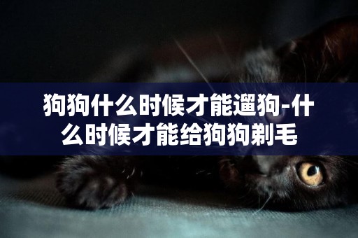 狗狗什么時候才能遛狗-什么時候才能給狗狗剃毛