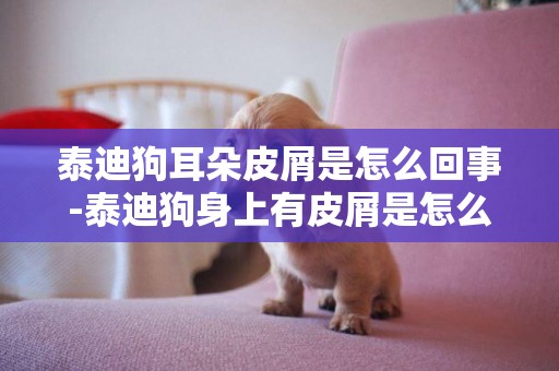 泰迪狗耳朵皮屑是怎么回事-泰迪狗身上有皮屑是怎么回事