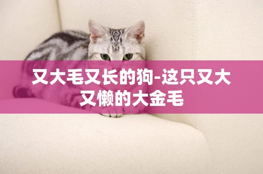 又大毛又長的狗-這只又大又懶的大金毛