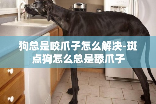 狗總是咬爪子怎么解決-斑點狗怎么總是舔爪子