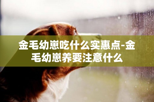 金毛幼崽吃什么實惠點-金毛幼崽養要注意什么