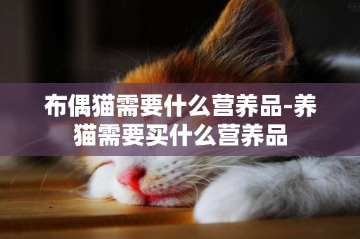 布偶貓需要什么營養品-養貓需要買什么營養品