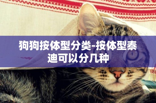 狗狗按體型分類-按體型泰迪可以分幾種