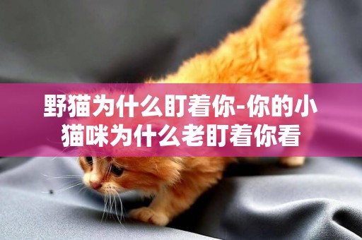 野貓為什么盯著你-你的小貓咪為什么老盯著你看