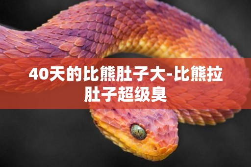 40天的比熊肚子大-比熊拉肚子超級臭