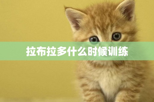 拉布拉多什么時候訓練