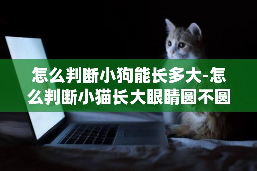 怎么判斷小狗能長多大-怎么判斷小貓長大眼睛圓不圓
