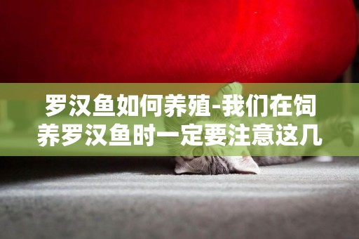 羅漢魚如何養殖-我們在飼養羅漢魚時一定要注意這幾點