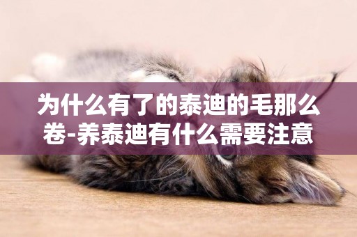為什么有了的泰迪的毛那么卷-養泰迪有什么需要注意的事情
