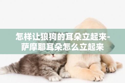 怎樣讓狼狗的耳朵立起來-薩摩耶耳朵怎么立起來