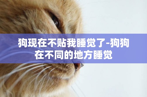 狗現在不貼我睡覺了-狗狗在不同的地方睡覺