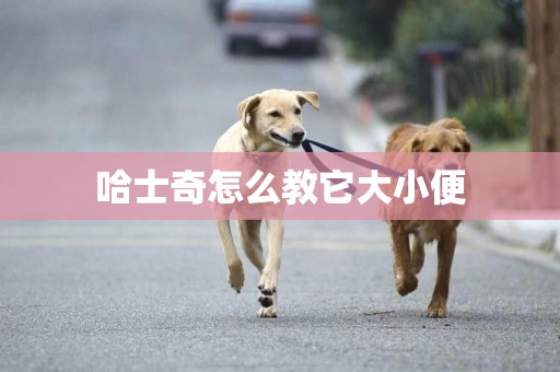 哈士奇怎么教它大小便