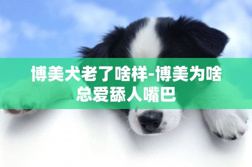 博美犬老了啥樣-博美為啥總愛舔人嘴巴