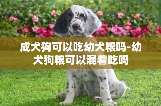 成犬狗可以吃幼犬糧嗎-幼犬狗糧可以混著吃嗎