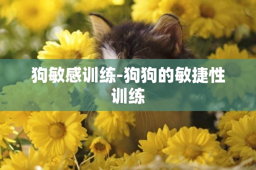 狗敏感訓練-狗狗的敏捷性訓練