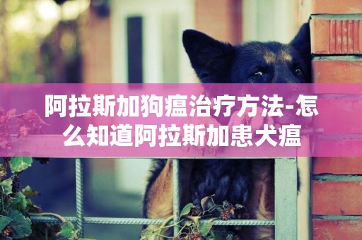 阿拉斯加狗瘟治療方法-怎么知道阿拉斯加患犬瘟