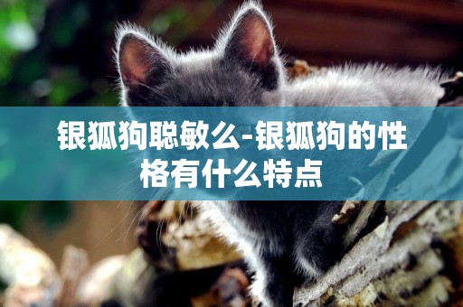 銀狐狗聰敏么-銀狐狗的性格有什么特點