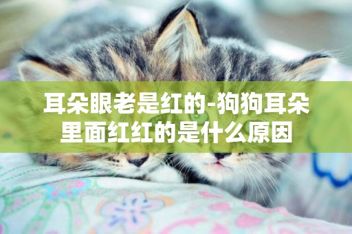 耳朵眼老是紅的-狗狗耳朵里面紅紅的是什么原因