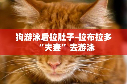 狗游泳后拉肚子-拉布拉多“夫妻”去游泳