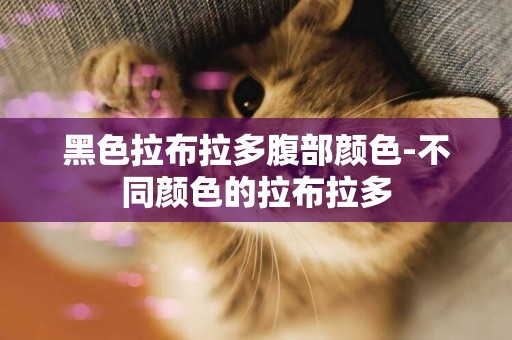 黑色拉布拉多腹部顏色-不同顏色的拉布拉多