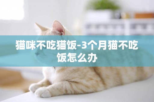 貓咪不吃貓飯-3個月貓不吃飯怎么辦
