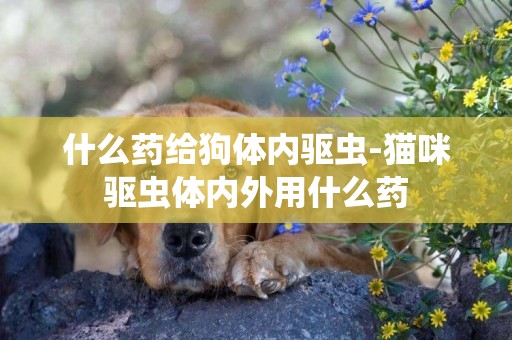 什么藥給狗體內驅蟲-貓咪驅蟲體內外用什么藥