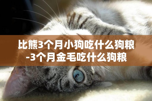 比熊3個月小狗吃什么狗糧-3個月金毛吃什么狗糧