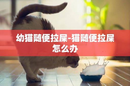 幼貓隨便拉屎-貓隨便拉屎怎么辦